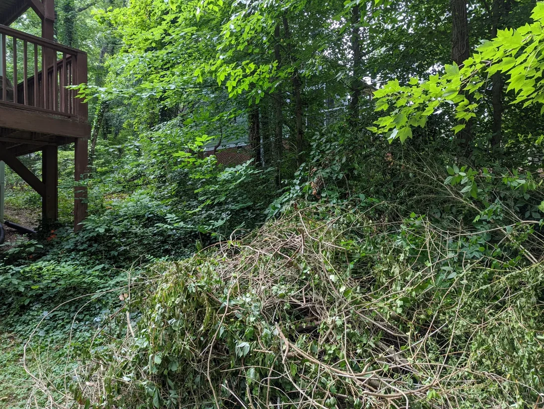 Before overgrowth removal — dense brush and vines